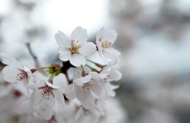 cherry-blossom-616990_640
